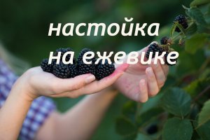 Ежевичная настойка