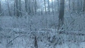 Вот они где,Все лоси то!!! собрались в стайку//ПРОГУЛЯЛИСЬ С ЗАПАДНО-СИБИРСКОЙ ЛАЙКОЙ