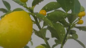 Плодоносний Фукуші Кумкват (Fortunella obovata)