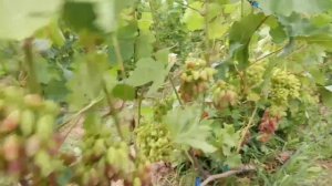 Новая форма винограда Марлин селекции Щереденкова В.А, Велес 20 июля 2023.