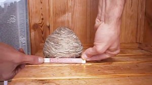 Осы в доме на балконе