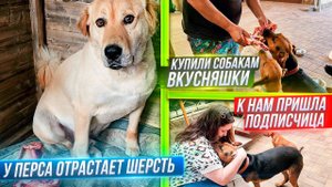 К нам пришла подписчица. Покупаем хвостикам еду. Обзор наших подобрышей ищущих мам и пап.