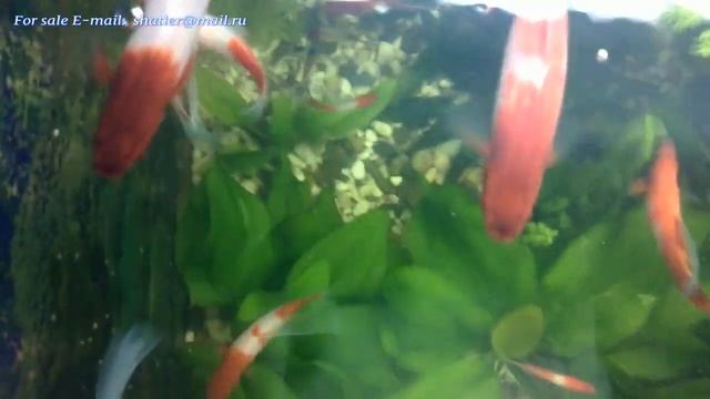 Меченосцы Кои Кохаку высокоплавничные смотреть онлайн