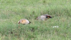 Танзания 2023. Часть 2 - Сафари в Серенгети