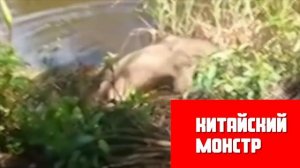 5 НЕОПОЗНАННЫХ Существ Заснятых НА КАМЕРУ