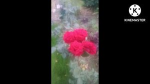 Роза Норита. Благородство в цветке.#Shorts