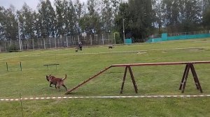 Буцай Анна и малинуа Рестлесс Хунде Кронос : Чемпионат России по нац/видам дрессировки