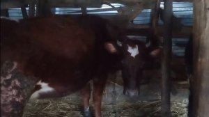 Коровы нашего хозяйства.|Молочная порода коров.