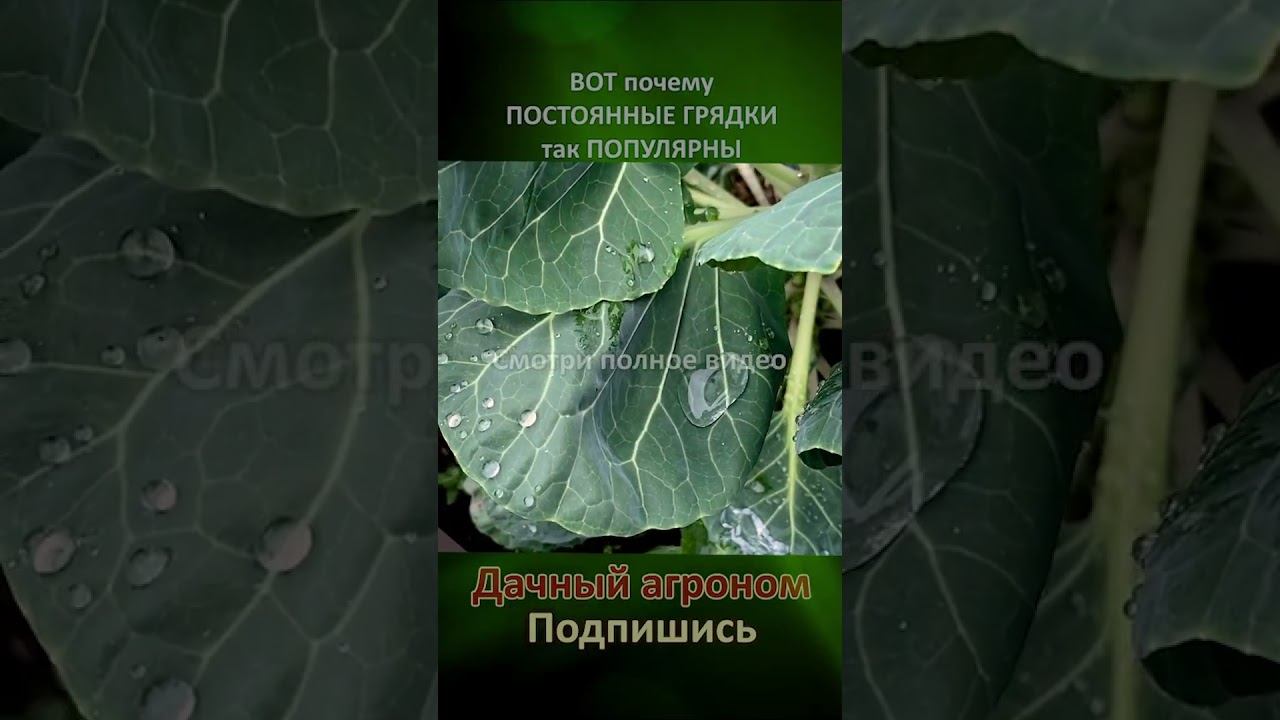 ШОК! Капуста для красоты ВОТ почему ПОСТОЯННЫЕ ГРЯДКИ так ПОПУЛЯРНЫ Дачный агроном