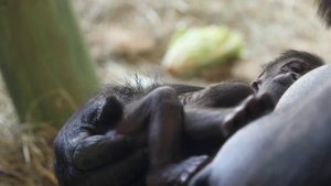 Baby Gorilla Born on Mother’s Day at Lincoln Park Zoo