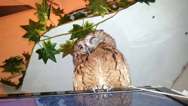 Реакция на писк мышей смотреть онлайн