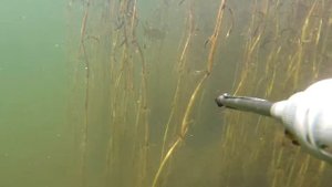 Подводная охота. Красноярское водохранилище КВХ.   август 2019 (сазан3)