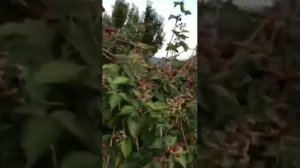 Лохтей - Ежевика раннего срока созревания.
