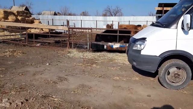 Откорм быков. Купил жеребенка. советы по откорму.