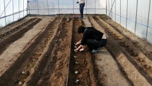 Миттлайдеровская грядка