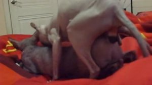 Вязка Сфинкса