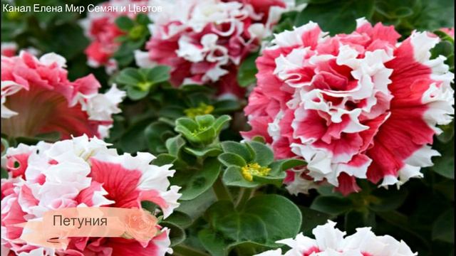 Посейте цветы в январе! Чтобы увидеть цветение летом! смотреть онлайн