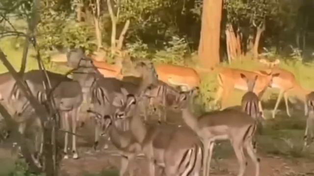 Живой звук природы! Убираются панические атаки. Помощь при эмоциональном выгорании и депрессии.