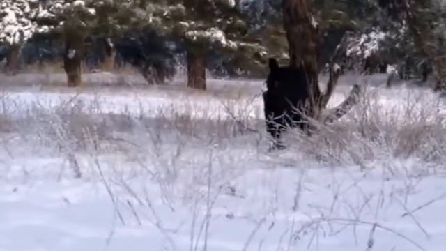 Как пошить одежду для чихуахуа