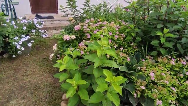 Гортензия пильчатая Блюбёрд (Синяя птица)
Hydrangea serrata Bluebird смотреть онлайн
