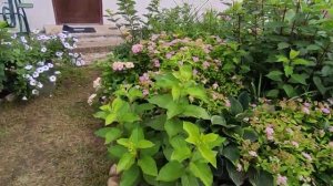 Гортензия пильчатая Блюбёрд (Синяя птица)
Hydrangea serrata Bluebird