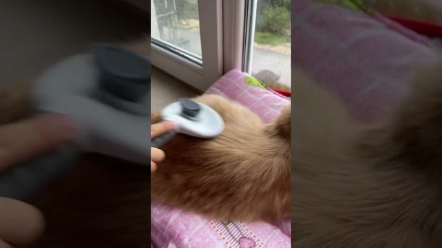 Котейский балдёж ? #cats #котики #котикиприколы #cat #кошки #catlovers #кот #pets #коты #котейка
