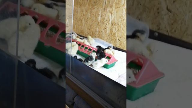 Зимний вывод цыплят. Переезд птенцов в брудер. смотреть онлайн