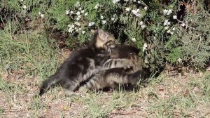 Весёлые дни спасённых кошкой и собакой