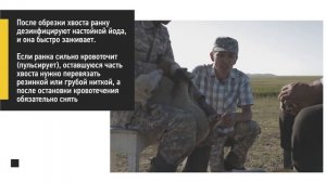 Обрезка хвоста ягнят