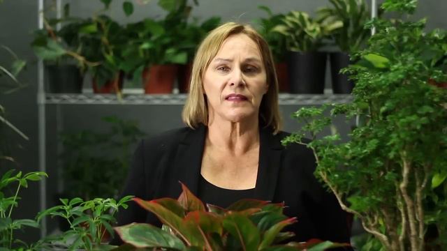 How to Winterize Tropical Plants in a Northern Environment : Gardening & Plant Care смотреть онлайн