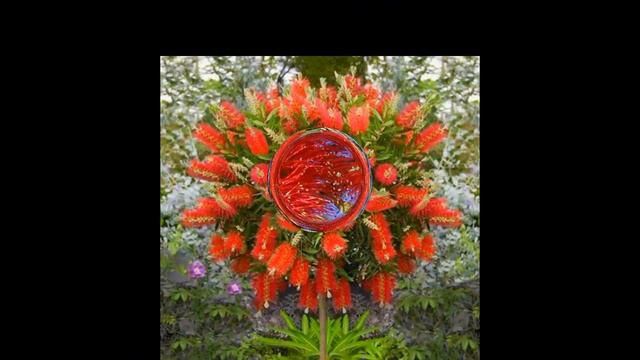 Kalistemon prava hit biljka neobičnog i upadljivog cveta смотреть онлайн