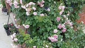 Роза Жасмина