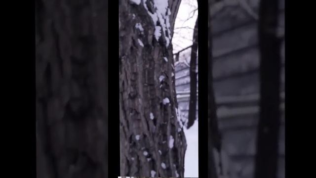 Красивая белочка Рыжка говорит вам Привет!! (серия мои любимчики) смотреть онлайн