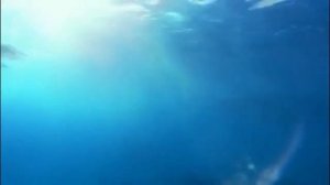 Практика Дельфины. Гармония, радость, иммунитет детям и взрослым (Центр Даария)