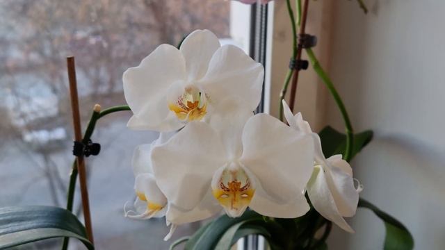 Орхидея смотреть онлайн