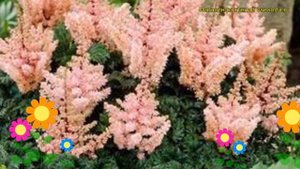Астильба курчавая Лилипут. Краткий обзор, описание характеристик astilbe crispa Lilliput