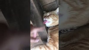 крепкий кошачий сон