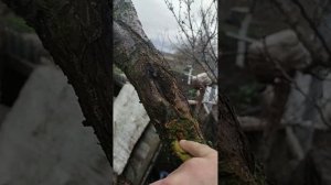 Народный способ борьбы с клеем на абрикосах и персиках.