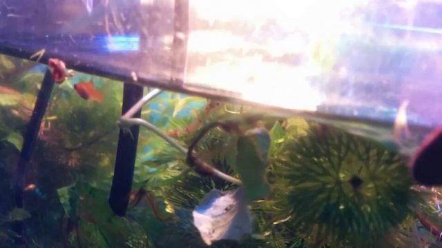 Мальки меченосцев, грязное дно аквариума и водоросли смотреть онлайн