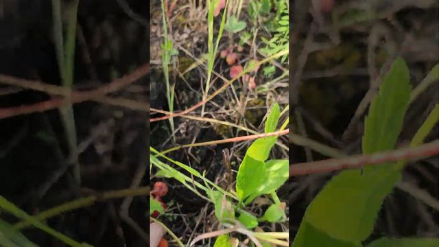 КЛУБНИКА, ЯГОДЫ, ЛЕТО СОБИРАЕМ УРОЖАЙ) КАК РАСТЕТ КЛУБНИКА. ПРИРОДА. STRAWBERRY, BERRIES, SUMMER