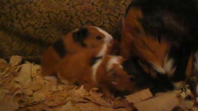 Моя Милка, Морская Свинка 4 смотреть онлайн