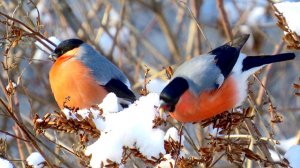 Леонид Агутин и Анжелика Варум - "Февраль"