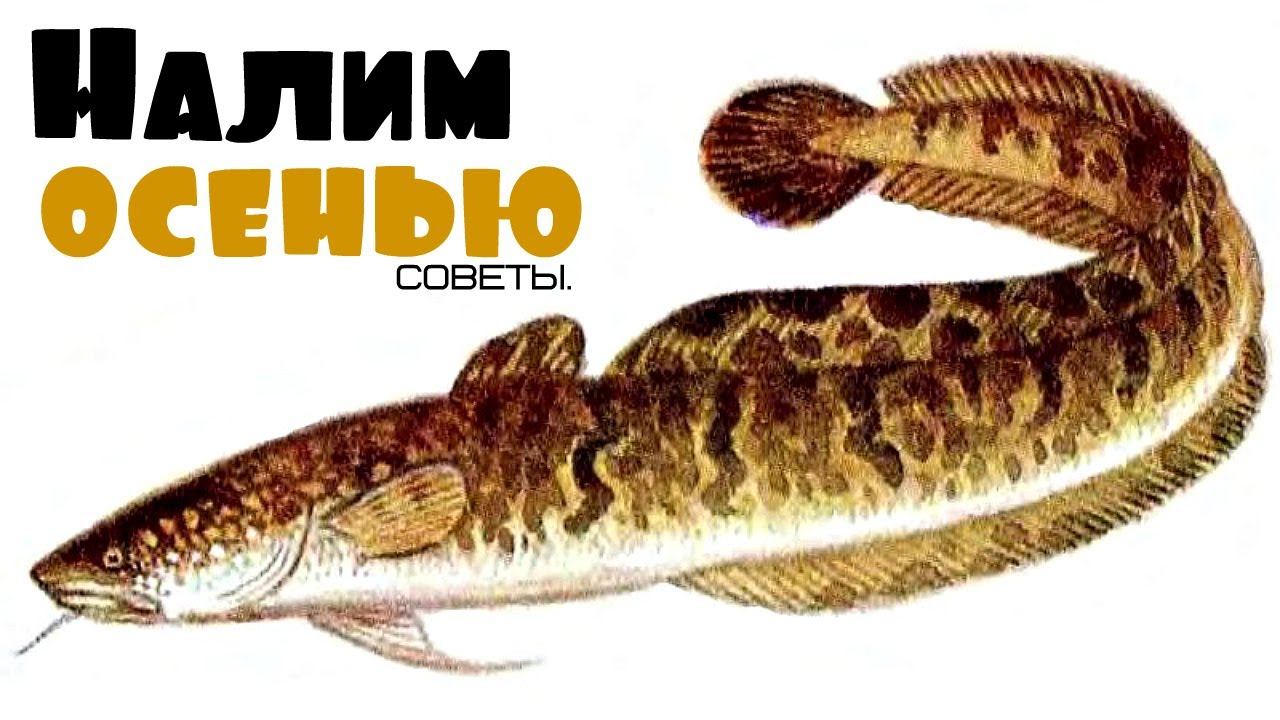 Советы по ловле налима осенью от профессионального рыболова.
