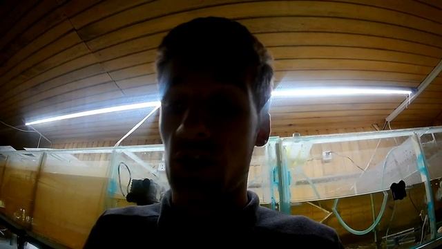 Скалярия. Нерест скалярии. Как ПРОСТО.
