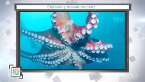 СКОЛЬКО у ОСЬМИНОГА НОГ?