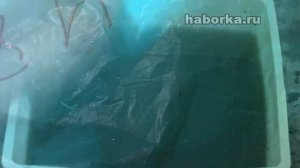 Пехотная лопата СССР времен Великой Отечественной войны и кислота