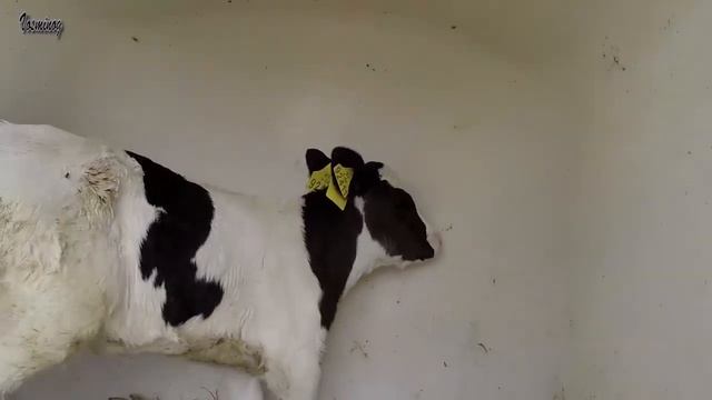 Забавные телята
