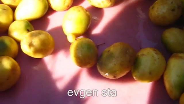 Ранний картофель Отбор семян смотреть онлайн