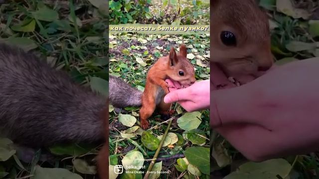 Как почесать белке пузико?  How to tease squirrel's belly? смотреть онлайн