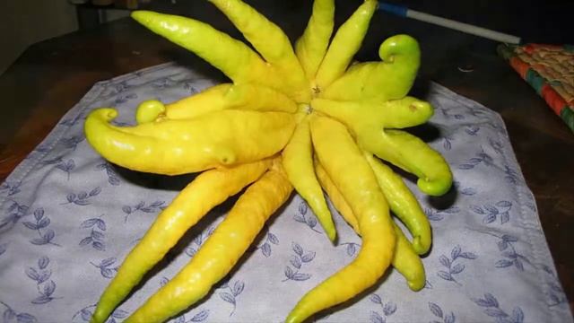 How to Plant Buddha Hands Citron In Pot For Beginners смотреть онлайн